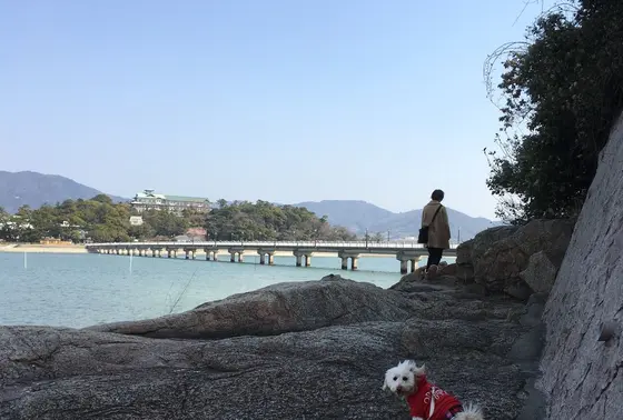 もうすぐ橋に戻ります