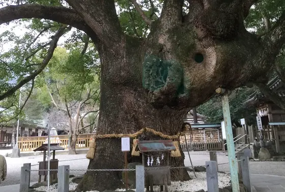 御神木