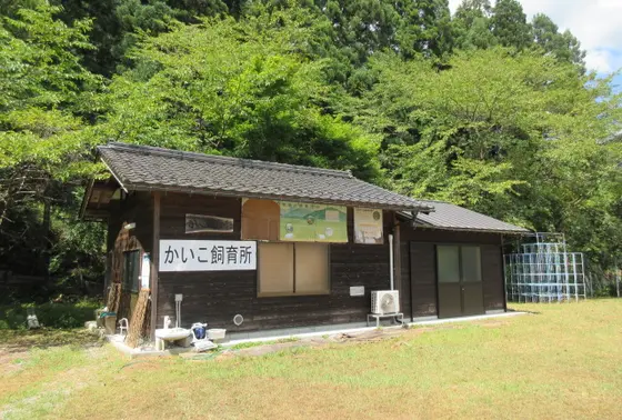 かいこ飼育