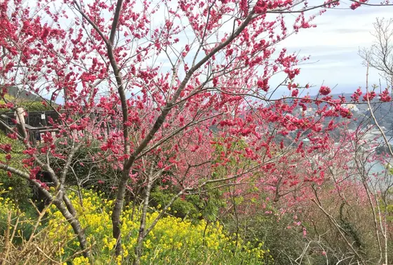 花がキレイ