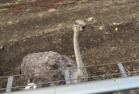 ダチョウの瞳がキュート