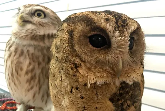 大きさは様々
