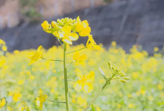 高原に広がる花畑 .. ♡