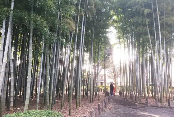 蘆花恒春園の竹林
