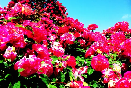 たくさんのバラ