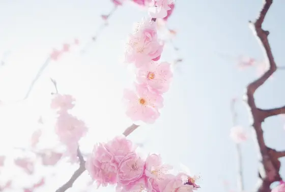 四月にいくと、梅がとてもきれいです。