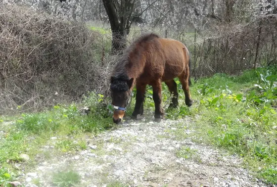 麓にはお馬さん飼われていました。