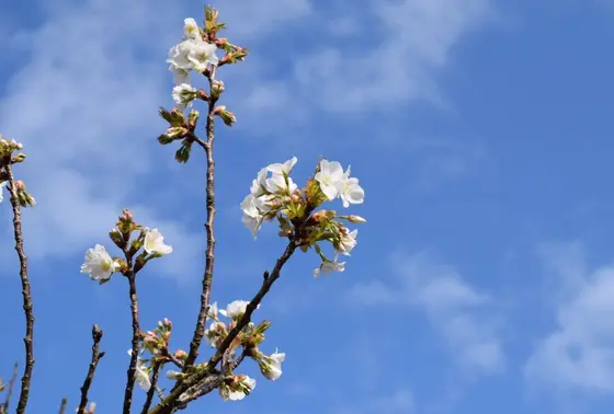春は桜、夏はハス