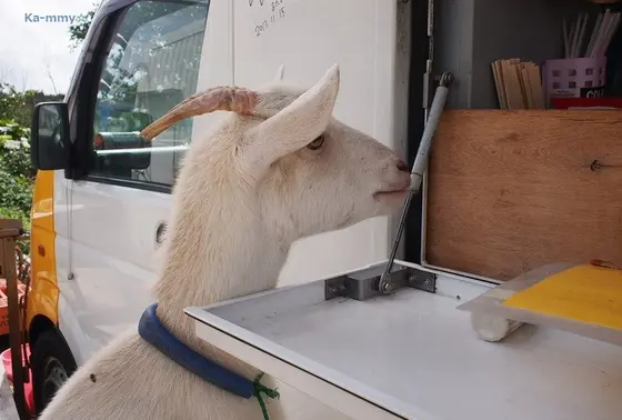 パーラーブーブー