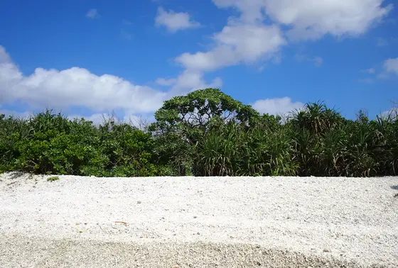 サンゴが打ち上げられるビーチ