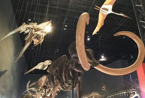 マンモス