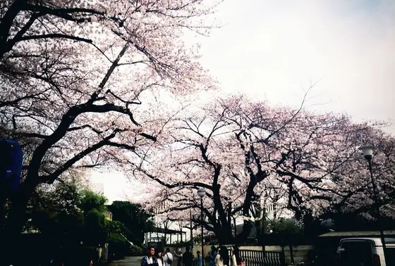 桜