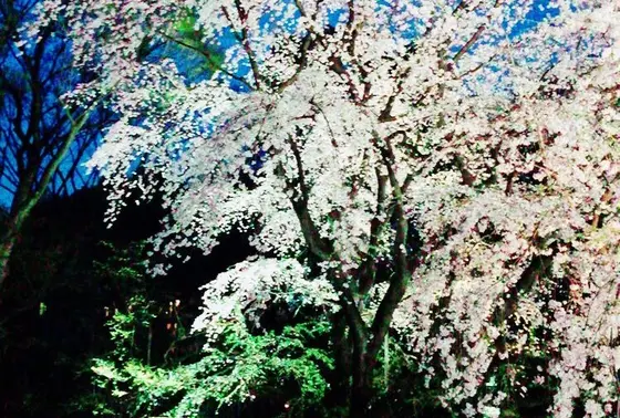 ライトアップされたしだれ桜