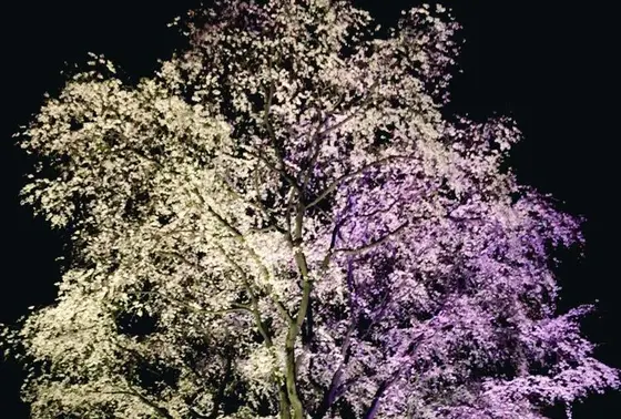 二本目のしだれ桜
