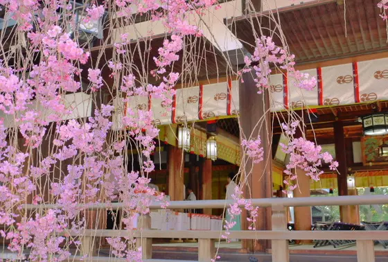 しだれ桜
