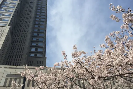 都庁と桜