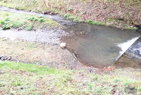 公園の池にそそぐ川です。