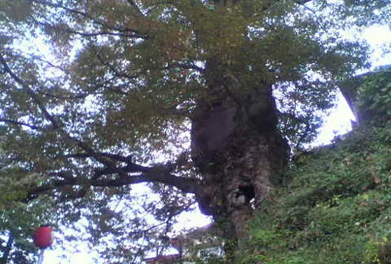 見応えあり