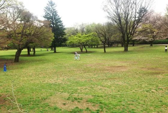 木々