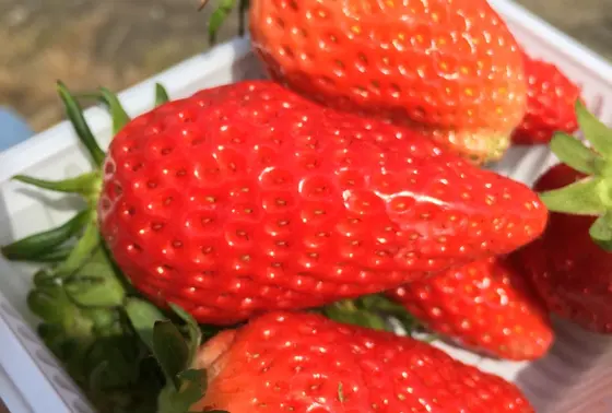 いちごは45分食べ放題!