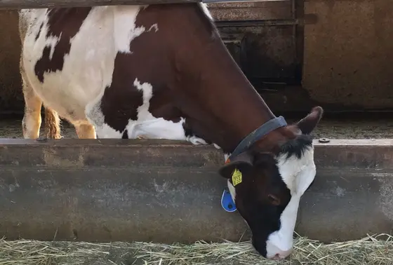 もちろん牛もいます!