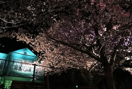 ハンター邸と夜桜コラボ!