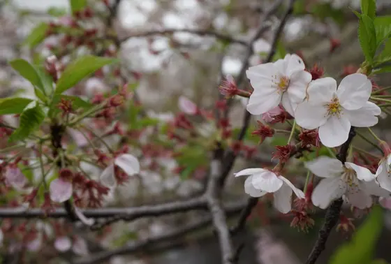 桜