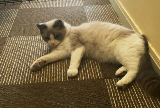 もふもふ猫ちゃんがたくさん♪