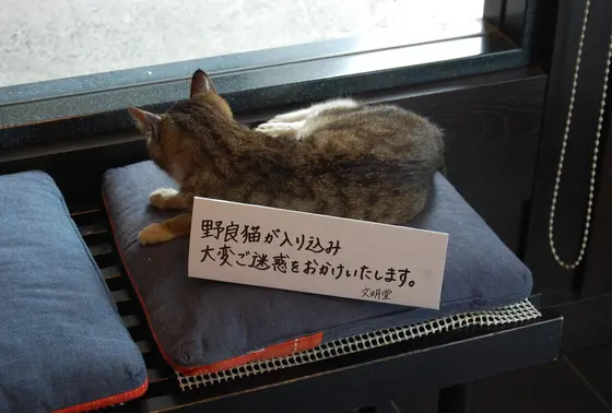 え？猫？猫の席なの？