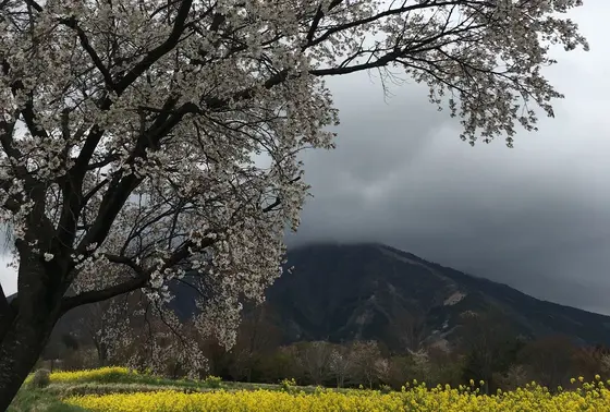 菜の花とコラボ