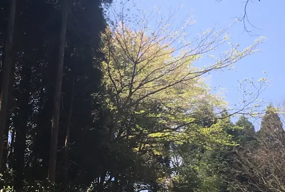 葉桜