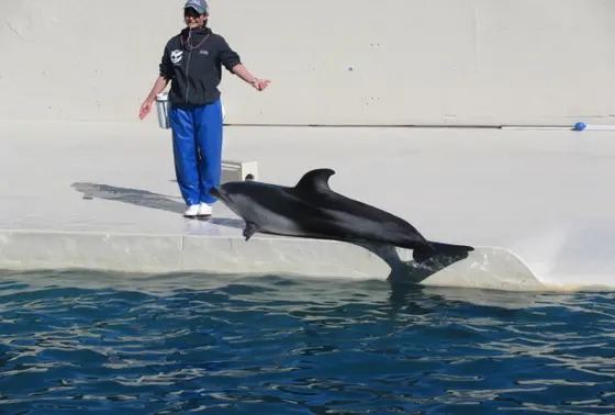 イルカショー