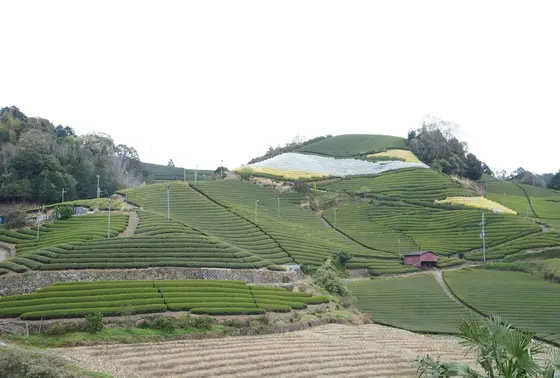 石寺の茶畑