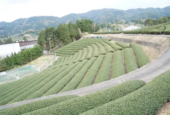 一面に広がる茶畑