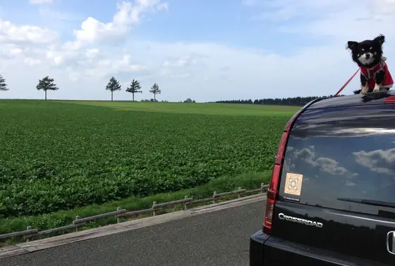 メルヘンの丘