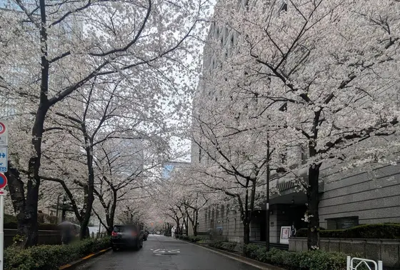 貨幣博物館前の桜並木