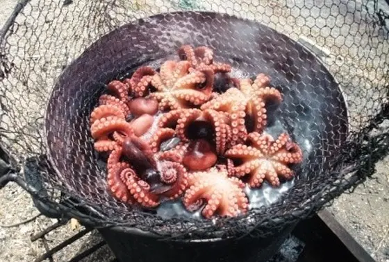 浜ゆでのタコ
