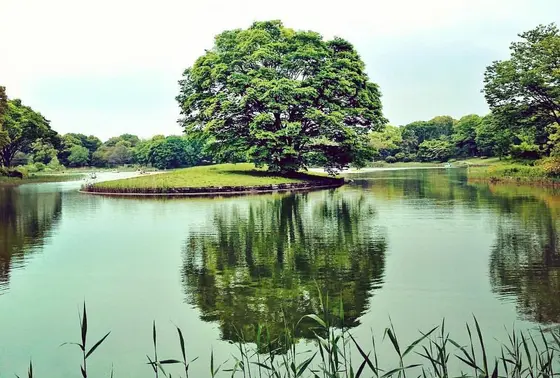 水鳥の池