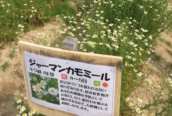 100円で花摘み出来ます。