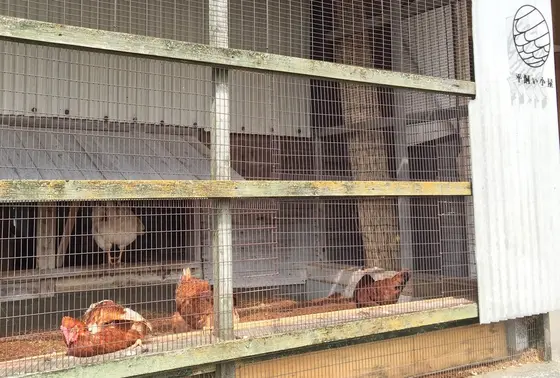 平飼い
