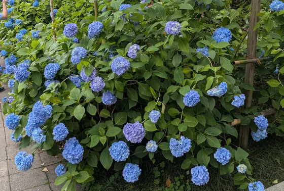 境内の紫陽花
