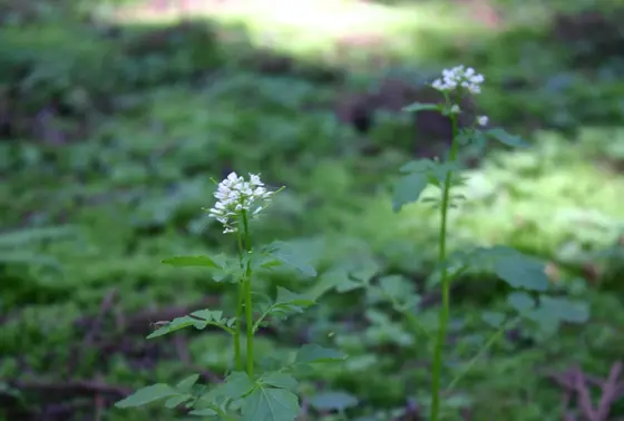 小さな命🌼