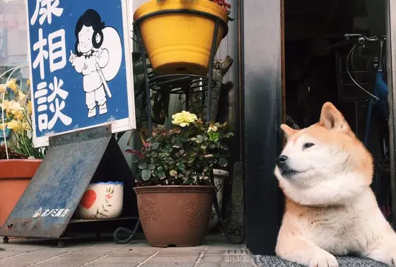 わんこ
