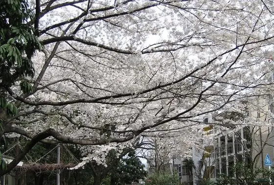 桜