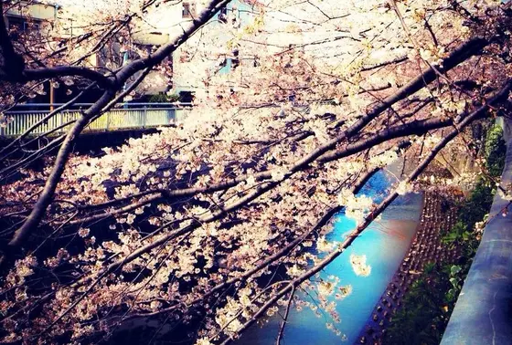 桃園川緑道