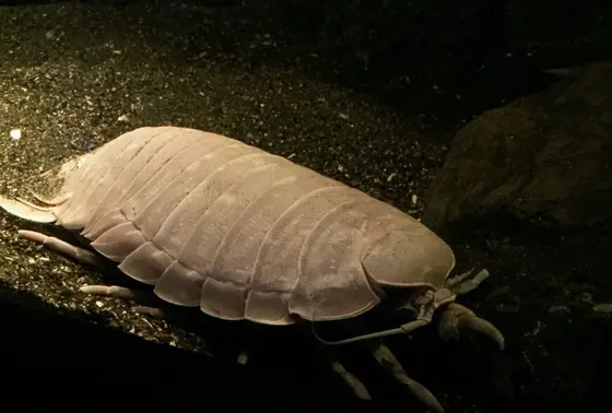 ダイオウグソクムシです