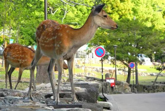 こうして様子を伺っています