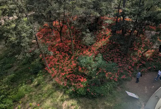 あいあい橋から下を見る