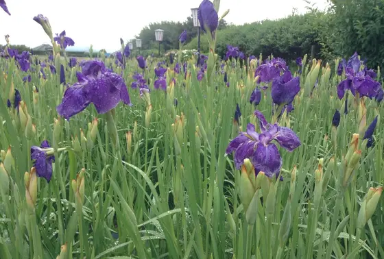 6月は、あやめ