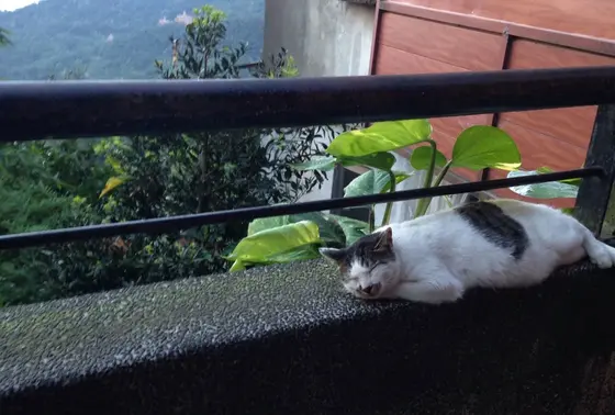 ねこいっぱいいました！